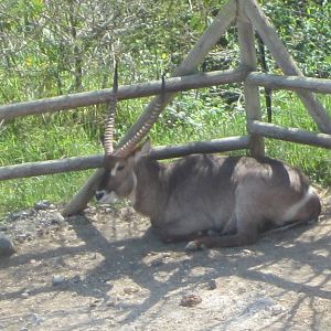 Common waterbuck