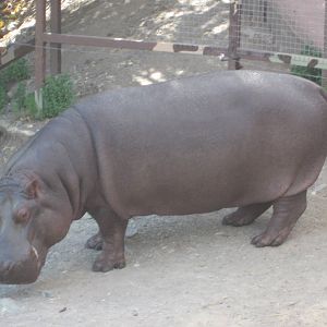Nile Hippo