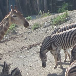 Chapmans zebra and giraffe