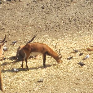 Lechwe