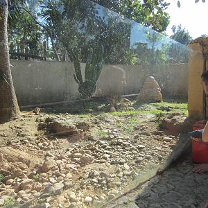 Meerkat enclosure