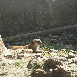 Meerkat