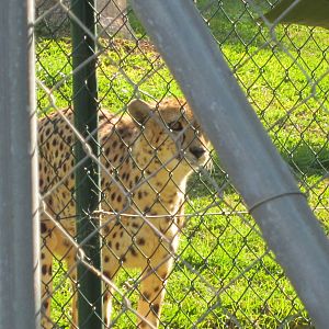 Cheetah