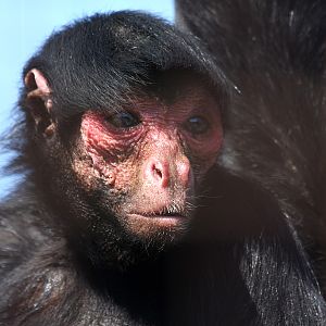 Red Faced Black Spider Monkey at Welsh Mountain Zoo