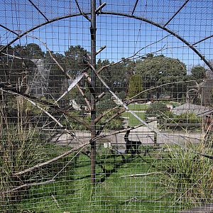 Red Faced Black Spider Monkey Cage at Welsh Mountain Zoo