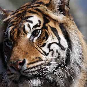 Sumatran Tiger at Welsh Mountain Zoo
