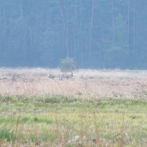 Deer in the Distance - Kampinos National Park