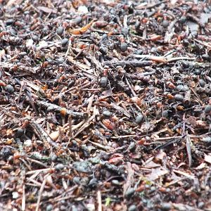 Large Ants - Kampinos National Park