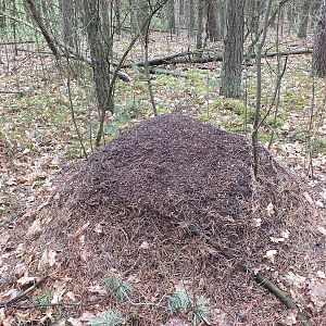 A Large Ants nest for the Large Ants - Kampinos National Park
