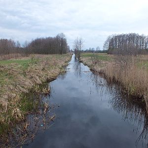 Stream with beavers -  Kampinos National Park