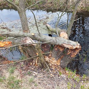 Signs of Beavers - Kampinos National Park