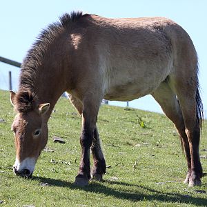 Przewalski Wild Horse at Welsh Mountain Zoo