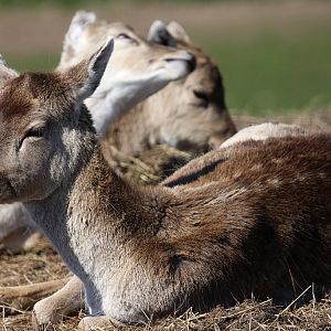 Fallow Deer at Welsh Mountain Zoo