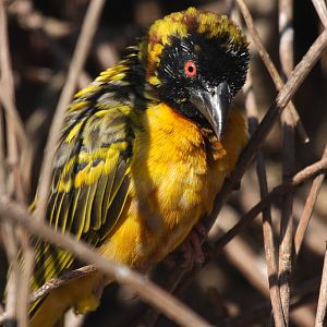 Village Weaver at Welsh Mountain Zoo