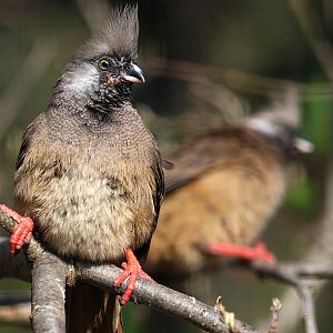 Striated Mousebird at Welsh Mountain Zoo
