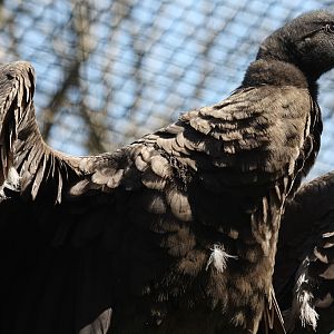 Andean Condor at Welsh Mountain Zoo