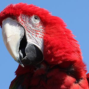 Macaw at Welsh Mountain Zoo