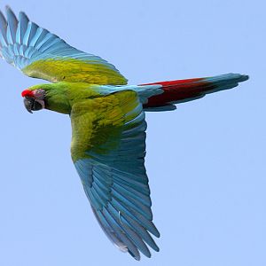 Military Macaw at Welsh Mountain Zoo.