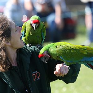 Military Macaws with presenter at Welsh Mountain Zoo