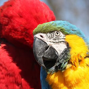 Macaw pair at Welsh Mountain Zoo