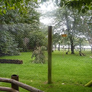 Serval enclosure
