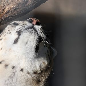 Snow Leopard at Welsh Mountain Zoo