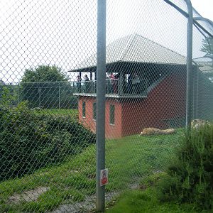 Lions sleeping in front of their house
