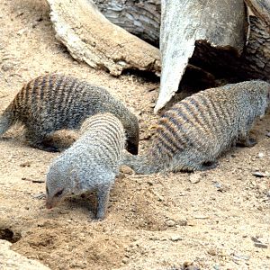 Banded mongoose