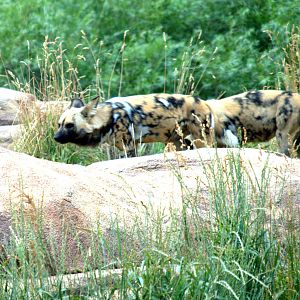 African wild dog