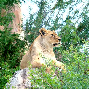 African lioness