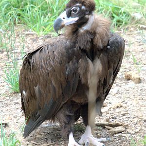 Cinereous vulture