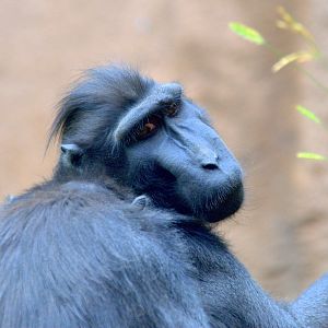 Celebes crested macaque