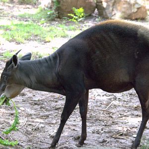 Yellow backed duiker