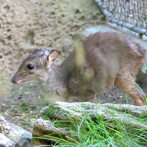 Blue duiker
