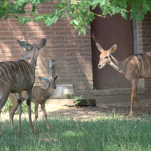 Lesser kudu