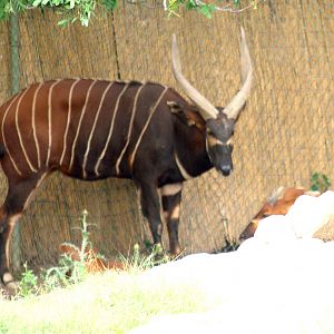 Mountain bongo