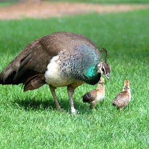 Peahen with chicks