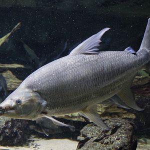 Goliath African Tigerfish (Hydrocynus goliath), April 2015
