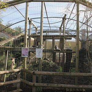 Ring-tailed Lemur enclosure 2-4-15