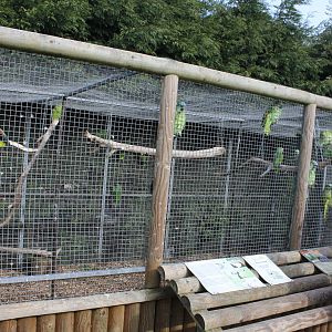 Orange winged amazon parrot aviary 2-4-15