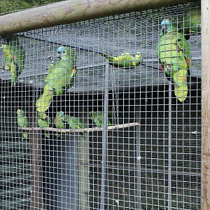 Combined Blue fronted and Orange winged amazon parrot aviary 2-4-15