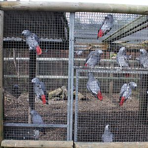 African grey aviary 2-4-15
