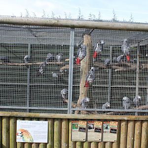 African grey aviary 2-4-15