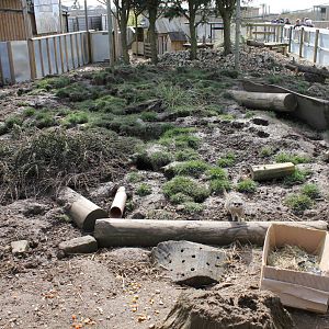 Meerkat enclosure. 2-4-15