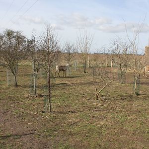 Reindeer enclosure. 2-4-15