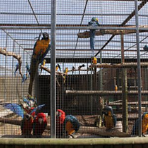 Mixed macaw aviary. 2-4-15