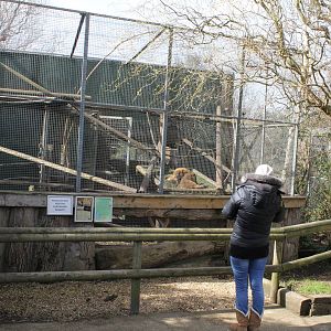 Coatimundi enclosure. 2-4-15