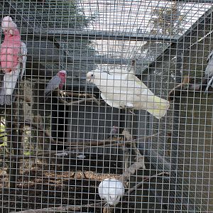 Some sort of pink cockatoo aviary. 2-4-15