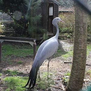 Stanley Crane enclosure. 2-4-15