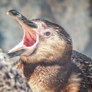 Apr. 2015 - Humboldt Penguin
